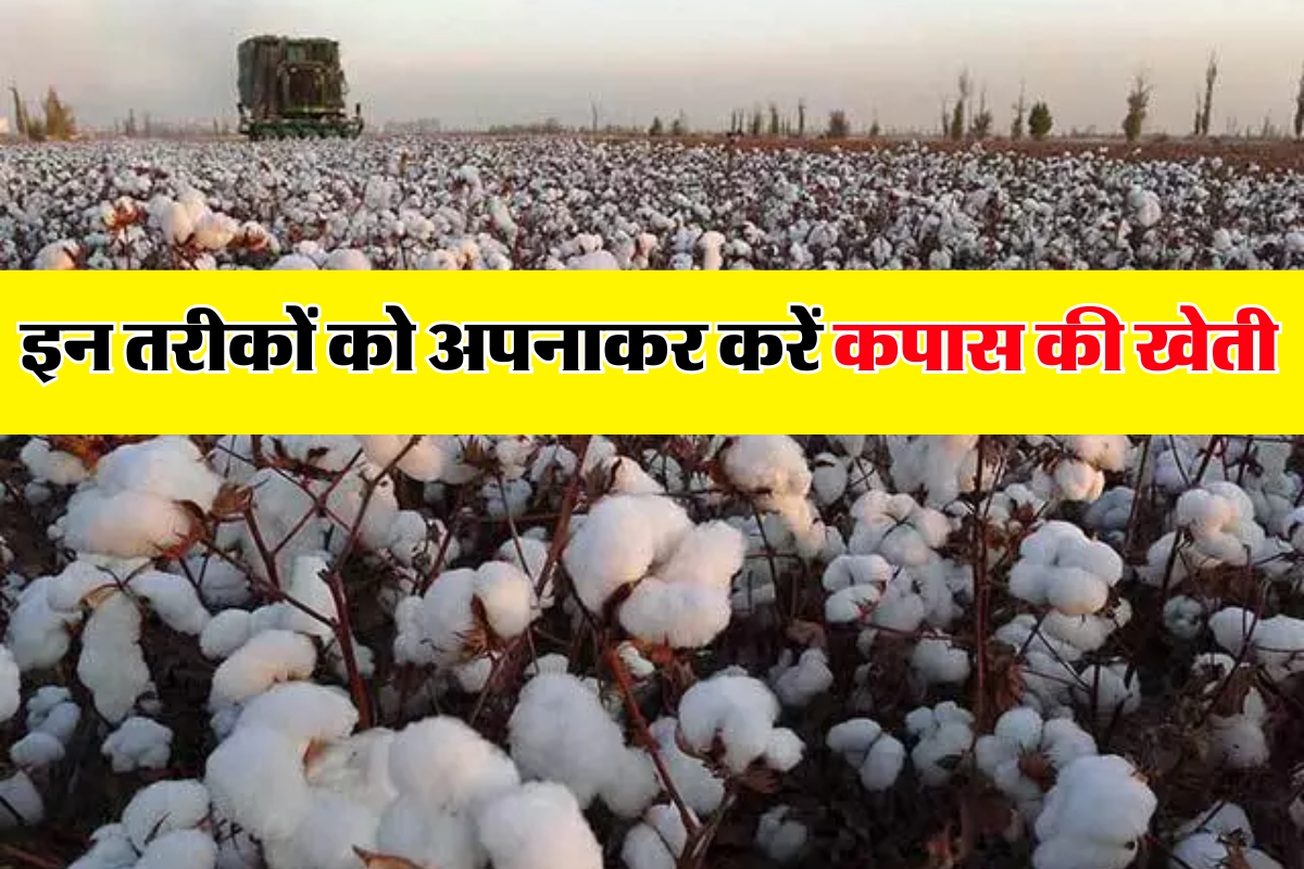 Cotton Cultivation