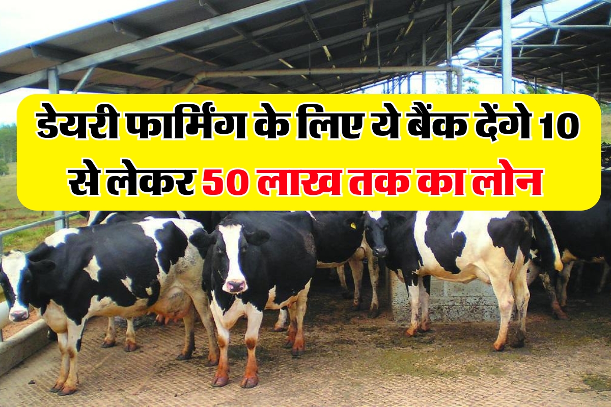 Dairy Farming Loan Process